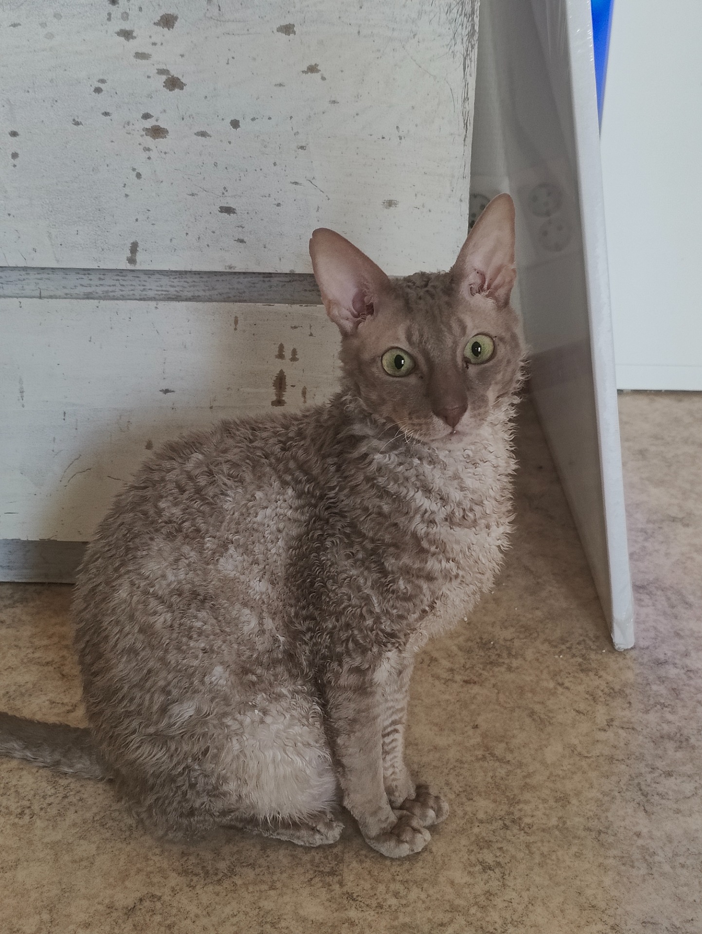 En sopeudu laumaani ja etsinkin omaa kotia missä olla ainoa kissa. Ota yhteyttä tuohon minun kasvattajan mikäli sinulla olisi juuri minun kokoinen aukko elämässä☺️ Olen 3vuotta täyttävä kastroitu poika